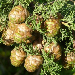 Aceite esencial de ciprés bio 10 ml