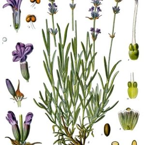 Hidrolato de lavanda 120 ml