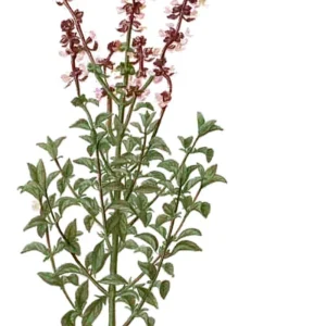 dibujo-albahaca