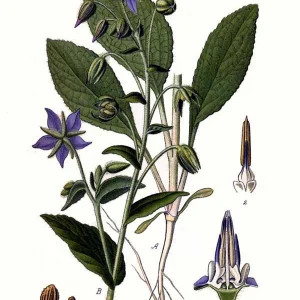 dibujo-borraja