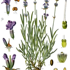dibujo-lavanda