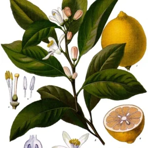 dibujo-limon