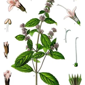 dibujo-menta