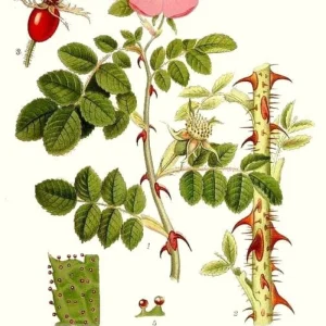 dibujo-rosa-mosqueta
