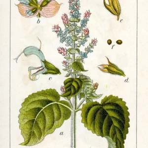 dibujo-salvia