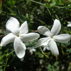 flores-jazmin
