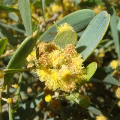 JOJOBA
