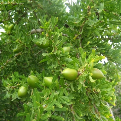 arbol-argan