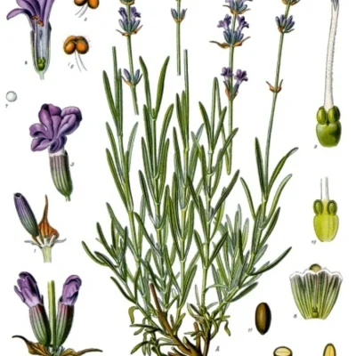 dibujo-lavanda