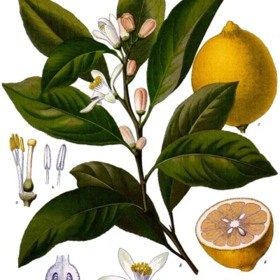 dibujo-limon