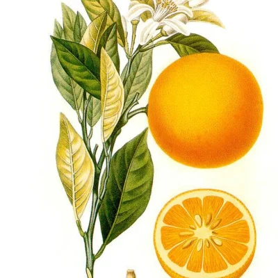 dibujo-naranja