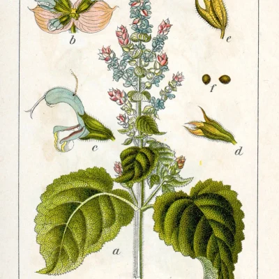 dibujo-salvia