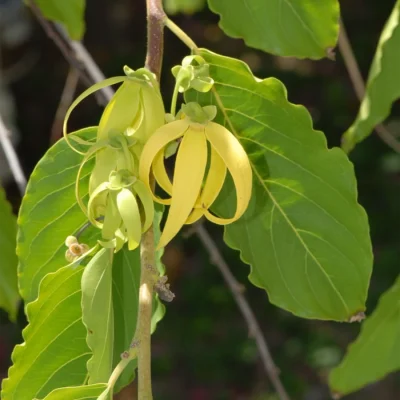 dibujo-ylang
