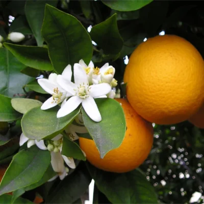 flores-azahar