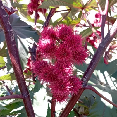 ramas-ricino